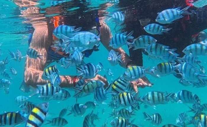Snorkeling Viandra Tour Travel Bintan Terbaik